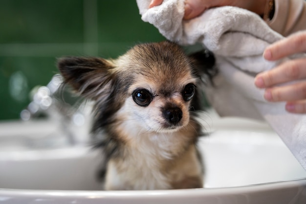 Free Photo cute  chihuahua dog taking bath