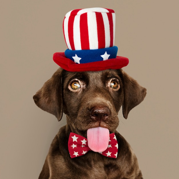 Free Photo cute chocolate labrador retriever in uncle sam hat and bow tie