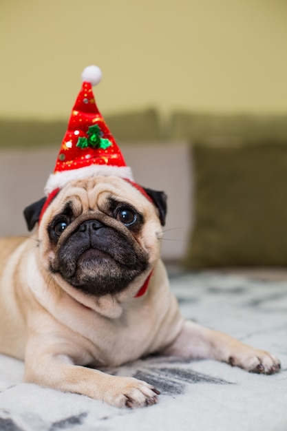 Cute Christmas pug puppy dog wearing red santa hat