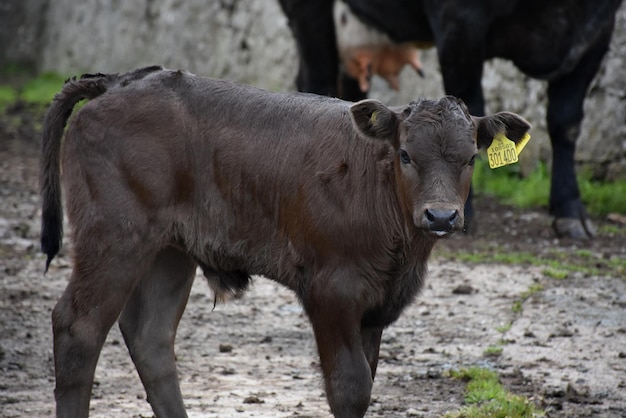 Cute dark cocoa colored calf in a mud area.