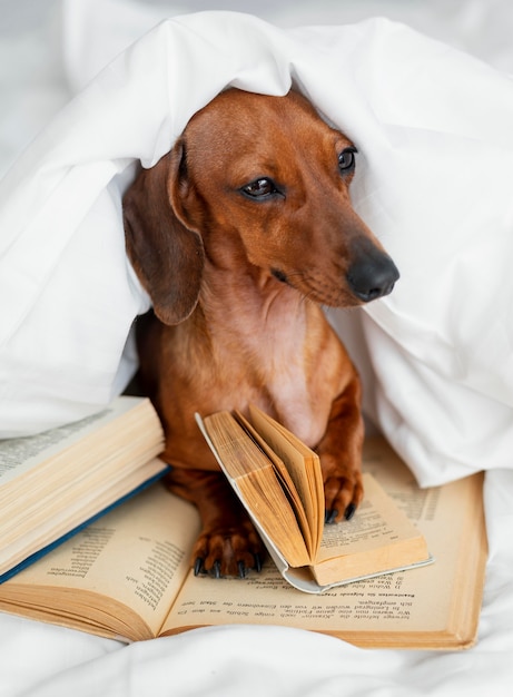 Free photo cute dog in bed with books