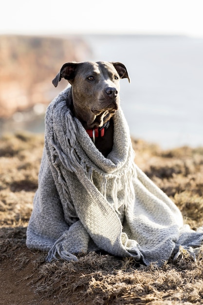 Free photo cute dog being covered with a blanket