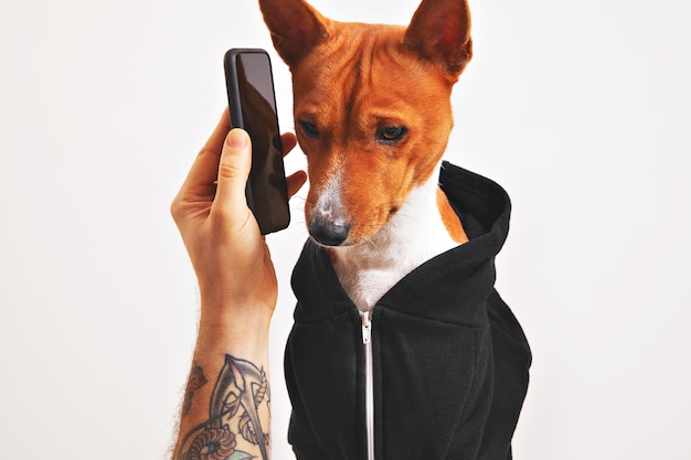 Free Photo cute dog in black hoodie listening attentively to smartphone held by a tattooed man's hand isolated on white