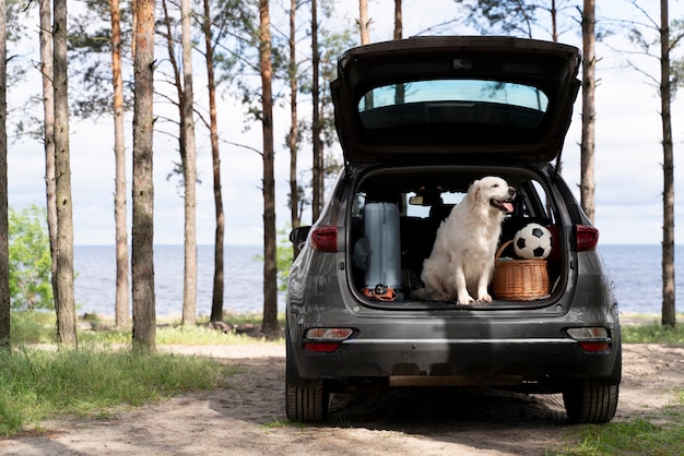 Free Photo cute dog in car trunk