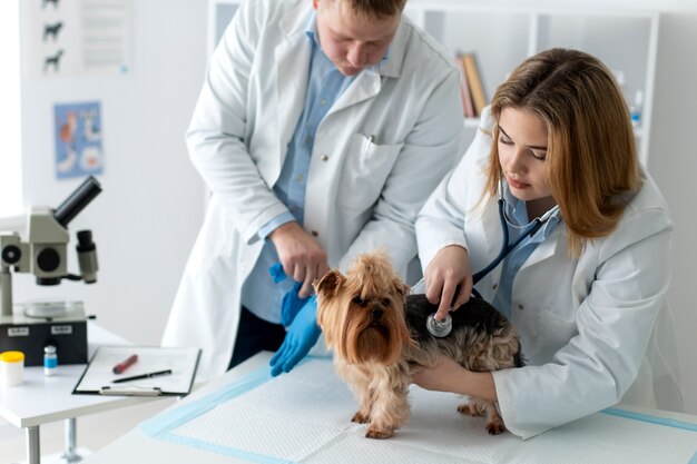 Cute dog during a consultation