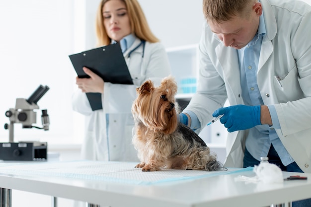 Cute dog during a consultation