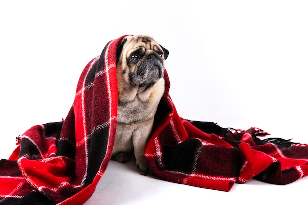 Free photo cute dog covered with red and black blanket