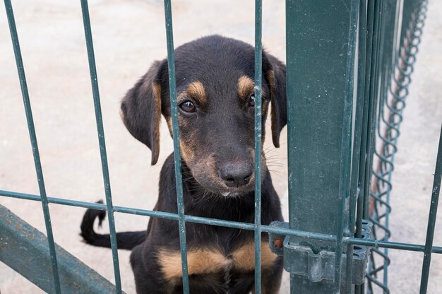 Cute dog behind fence waiting to be adopted