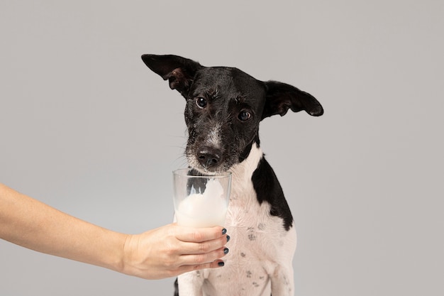 Cute dog getting some milk from its owner