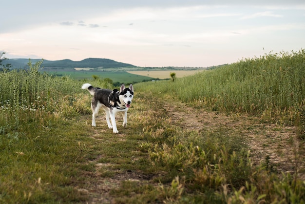 Cute dog having fun in nature