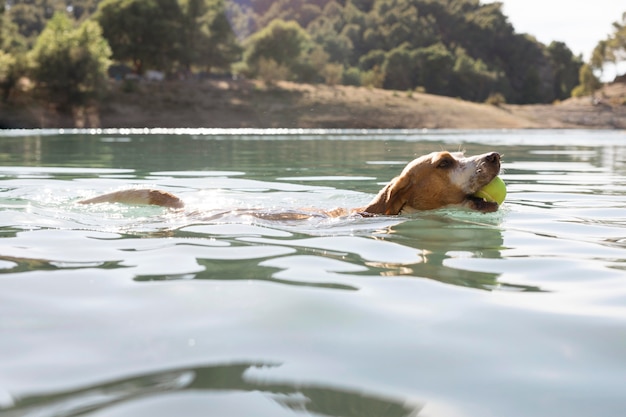 Free photo cute dog holding a ball and swimming in the water