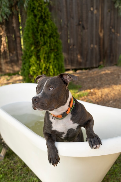 Free Photo cute dog laying in bathtub