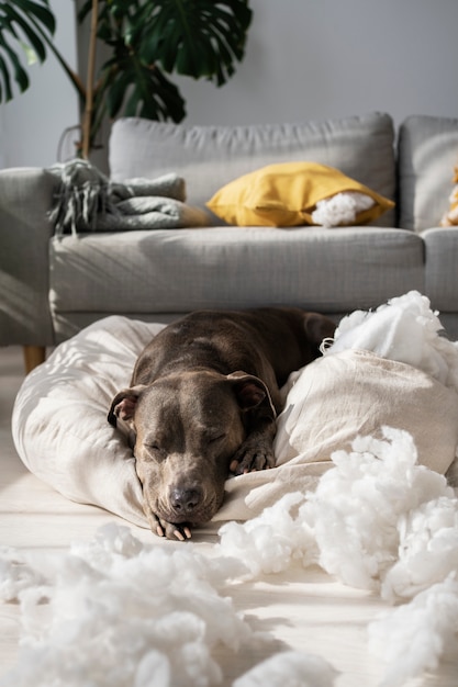 Free photo cute dog laying on pillow at home