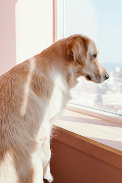 Cute dog looking out the window