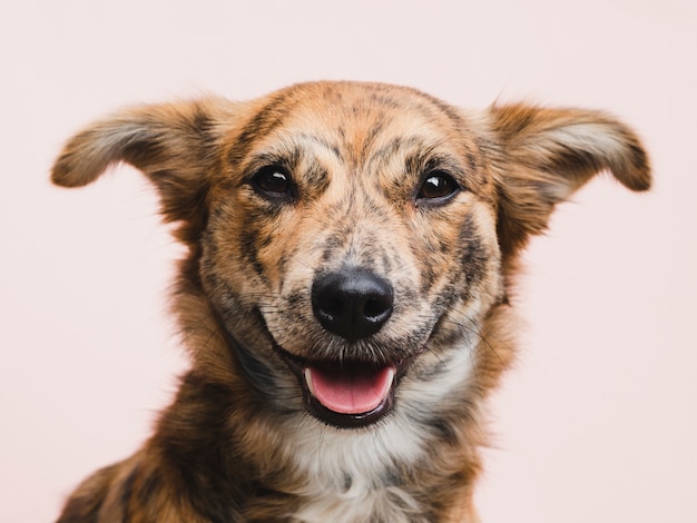 Cute dog looking straight at camera