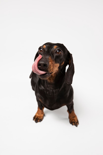 Cute dog looking up in a studio