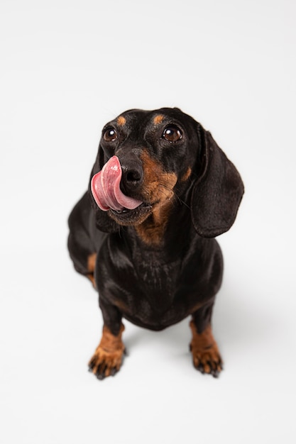 Free Photo cute dog looking up in a studio