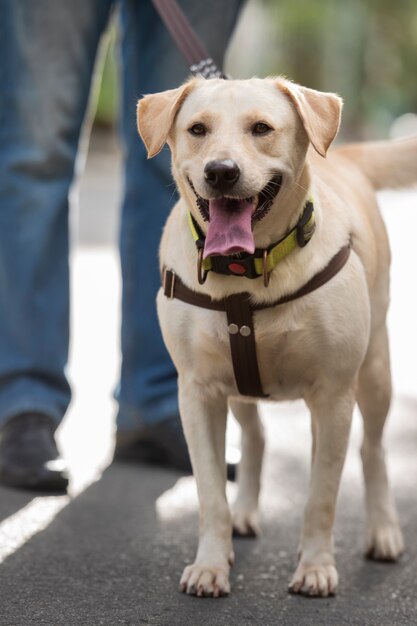 Cute dog outdoors being walked on a leash