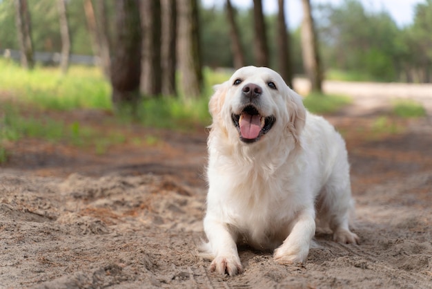 Cute dog outdoors