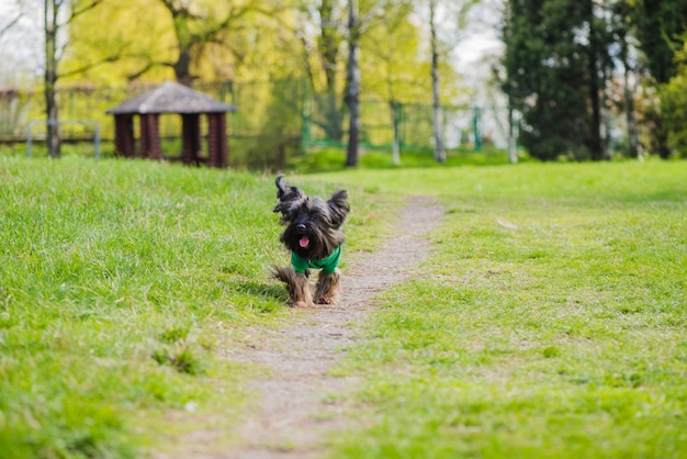 Free Photo cute dog in the park