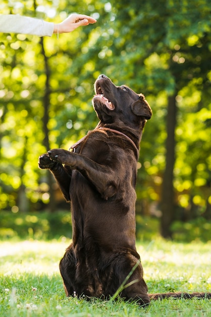 Free Photo cute dog playing in park