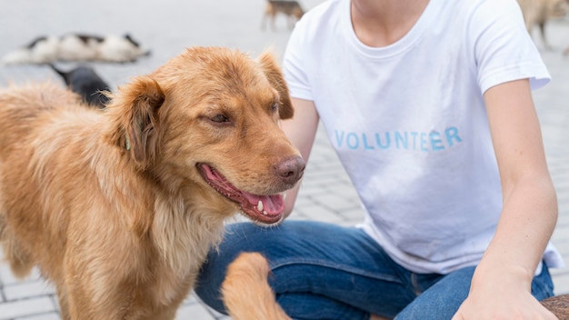 Free Photo cute dog playing with woman at shelter