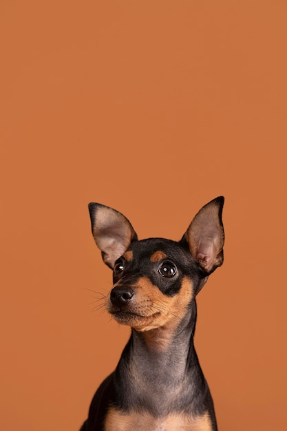 Free Photo cute dog portrait in a studio