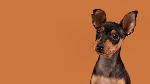 Cute dog portrait in a studio