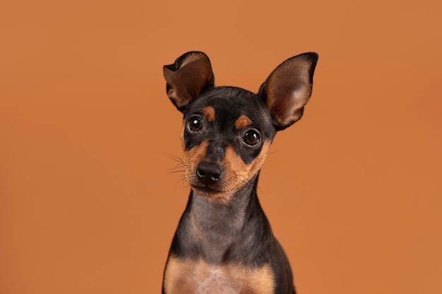 Cute dog portrait in a studio