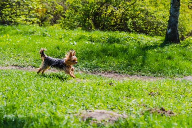 Free Photo cute dog running in the park