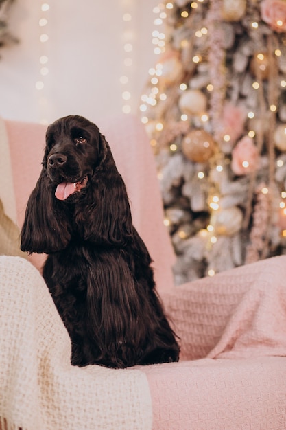 Cute dog sitting in chair by christmas tree