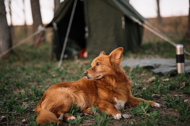 Cute dog sitting on grass