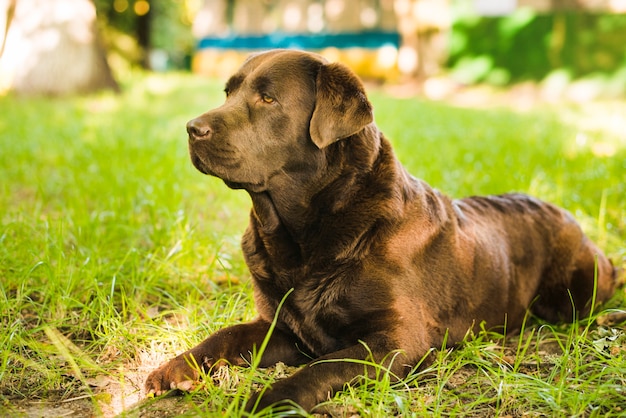 Free Photo cute dog sitting on green grass