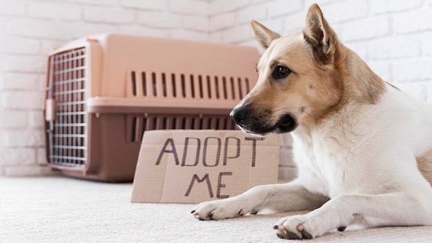 Free photo cute dog sitting near adopt me banner