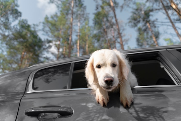 Free photo cute dog sitting out the window