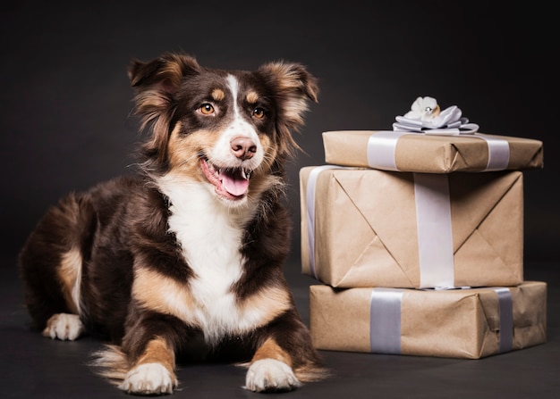 Free photo cute dog sitting with presents