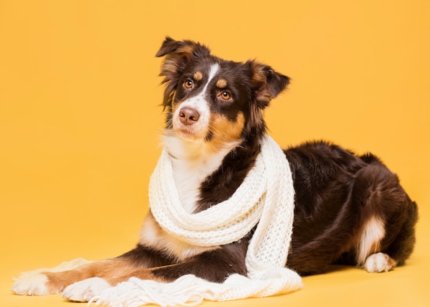 Free photo cute dog sitting with a scarf