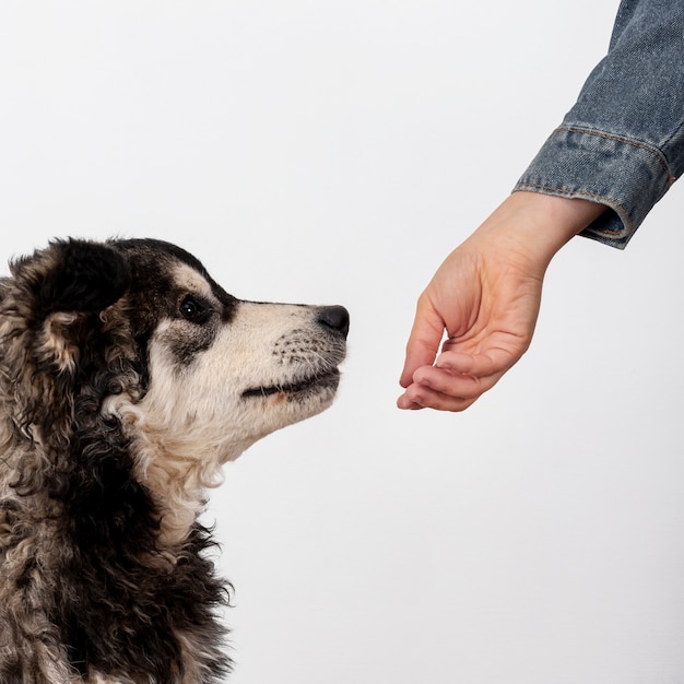 Free Photo cute dog sniffing owner hand