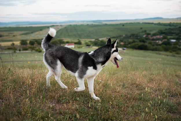 Cute dog spending time in nature