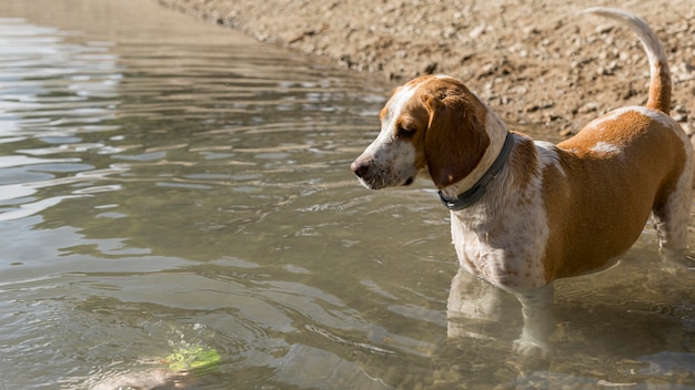 Cute dog standing in the water