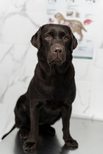 Free Photo cute dog at veterinary clinic