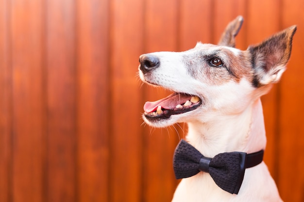 Free photo cute dog wearing classic bow