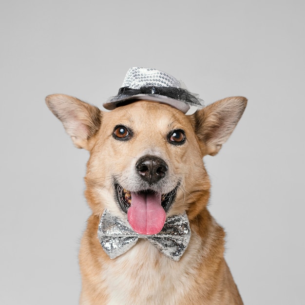 Free photo cute dog wearing hat and bow tie