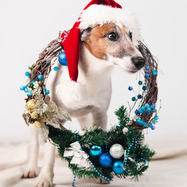 Cute dog wearing hat with christmas decoration