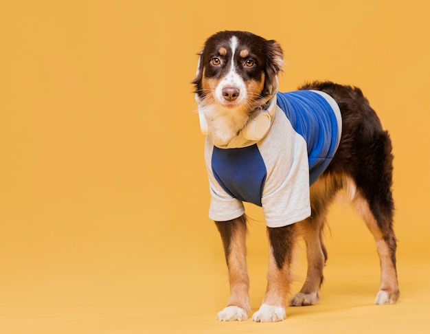 Cute dog with a costume