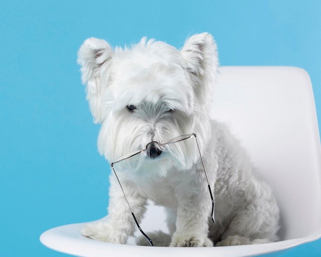 Free Photo cute dog with glasses on his nose