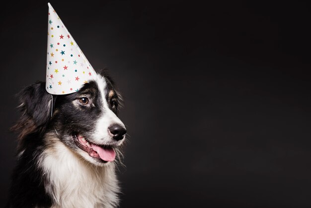 Cute dog with a hat