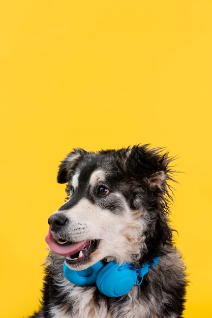 Cute dog with headphones on neck