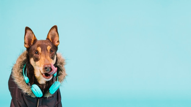 Free Photo cute dog with headphones