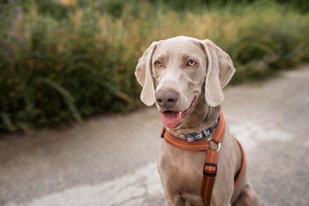 Cute dog with leash outdoors